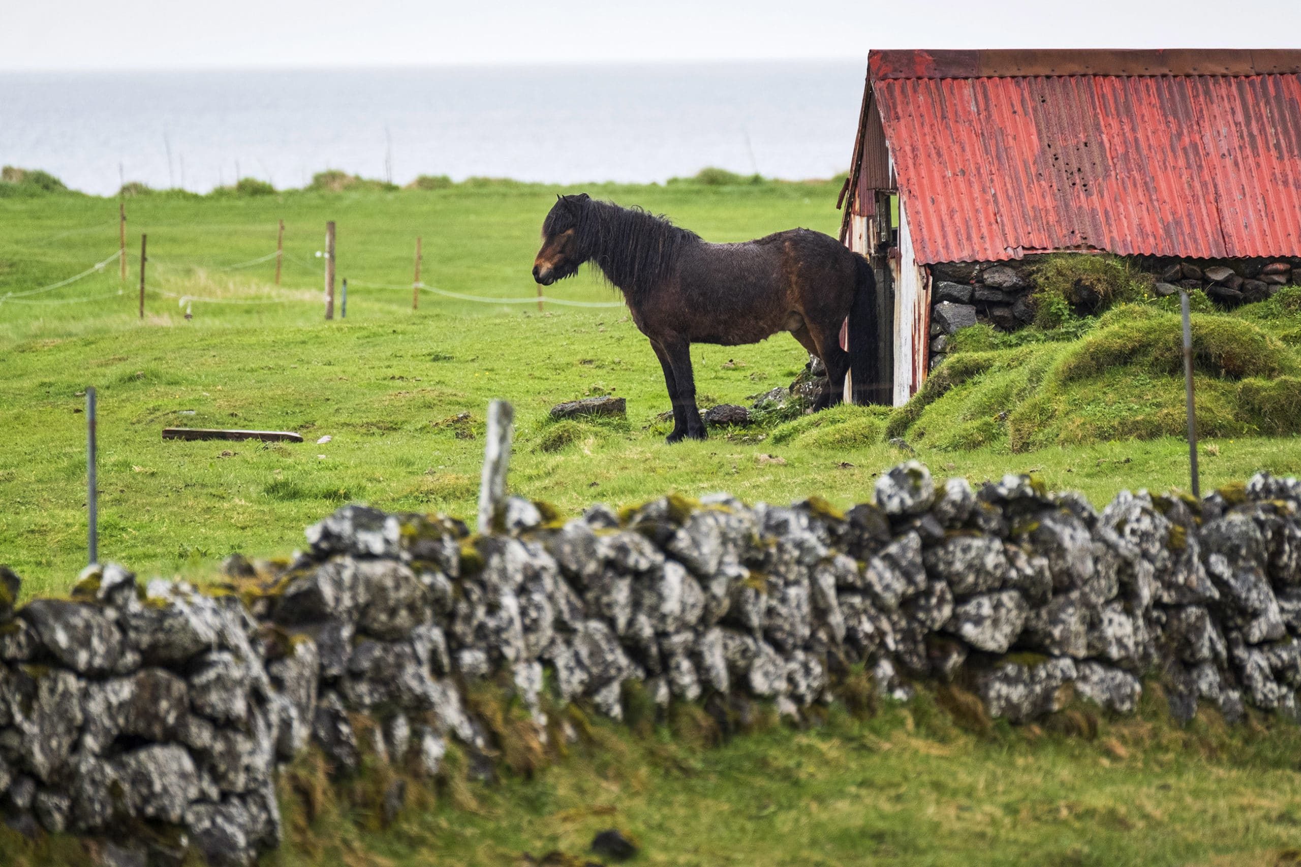 More Icelandic Horses Exported This Year Than Ever