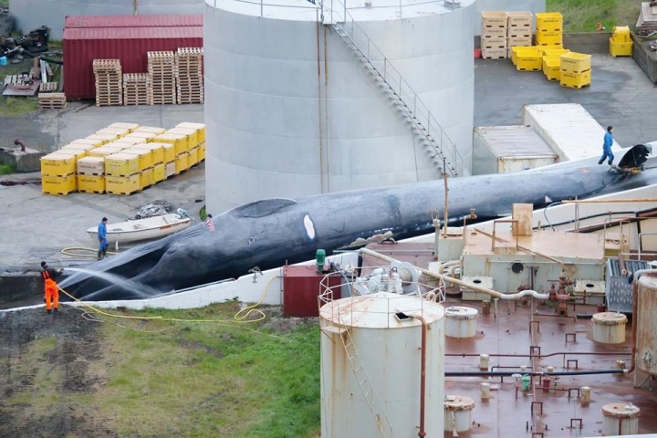 1500 Tonnen Walfleisch auf dem Weg nach Japan