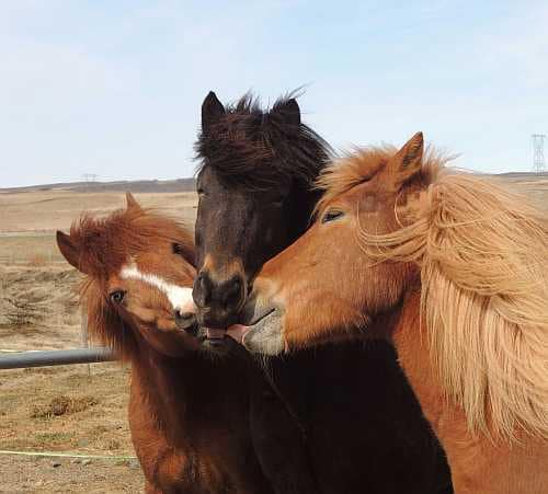 Rettungsprojekt für Borgarfjörður-Pferde ins Leben gerufen