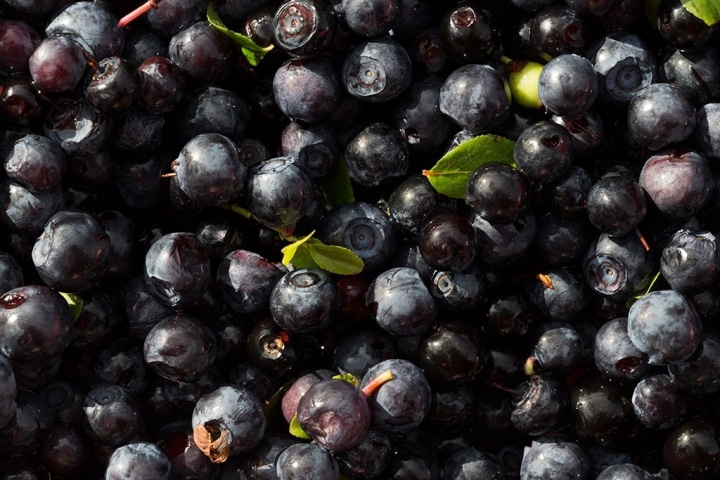 blueberries_iceland_0
