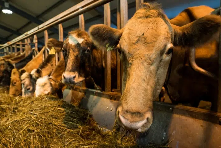 Koronavirus der Rinder in Island festgestellt