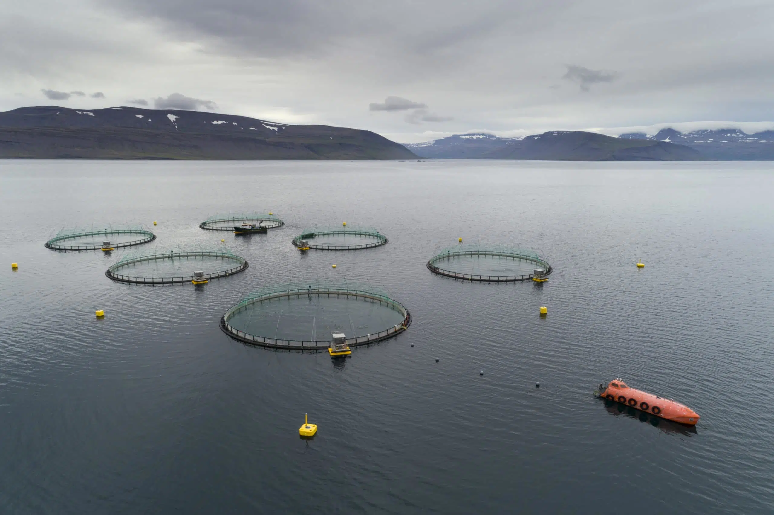 Environmental Associations Call for Ban on Marine Fish Farming