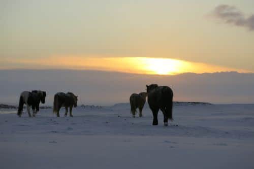 Tierschutzfall im Hornafjörður: MAST lässt 55 Pferde schlachten