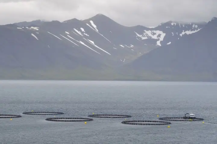 Immer mehr Isländer sind gegen Lachszucht in Meeresgehegen