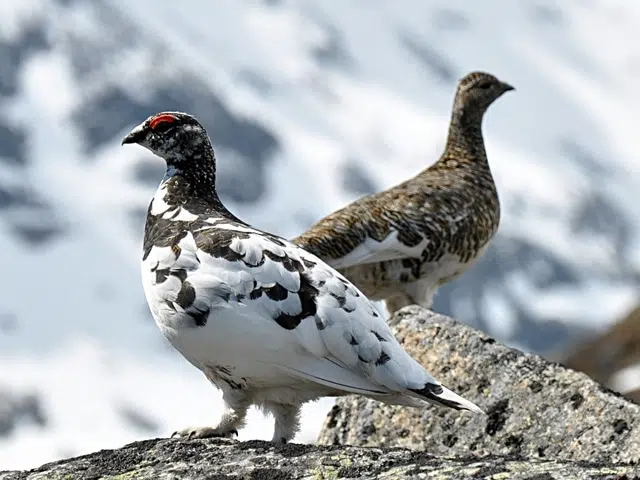 Ptarmigan Population Steadily Dwindling, Ornithologist Says