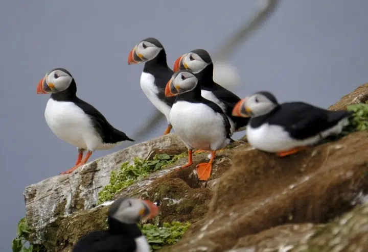 Puffins Return to Traditional Take-Off Time
