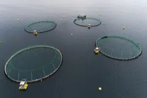 salmon farm open net fish farm