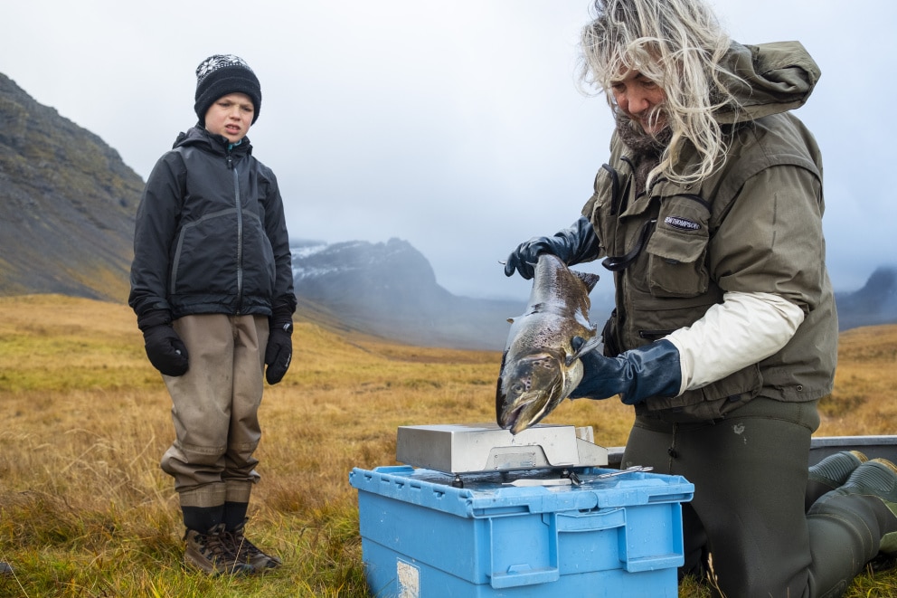 MAST Confirm Farmed Salmon Found in Mjólká in Arnarfjörður