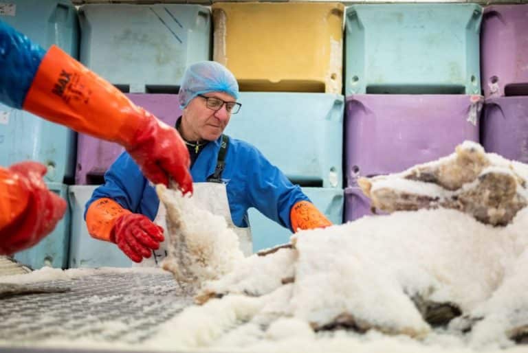 Fish processing workers preparing salt cod