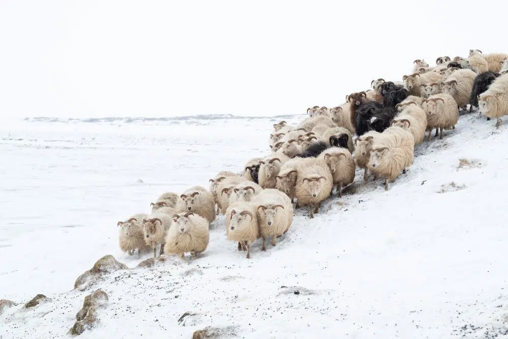 Genetischer Jackpot: Schafe, die Scrapie ausrotten könnten