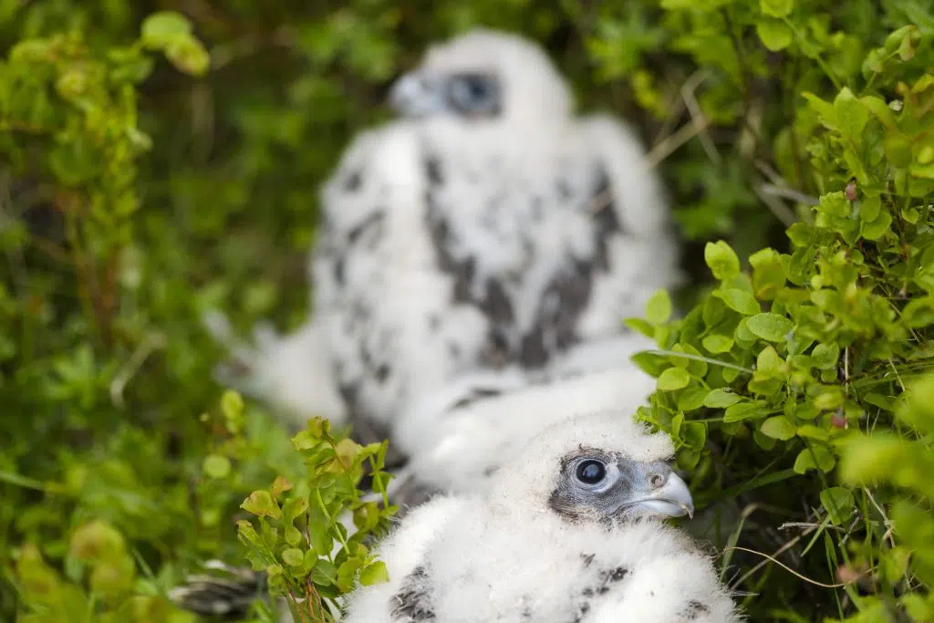 Chicks in 18 Gyrfalcon Nests in Northeast Iceland This Summer
