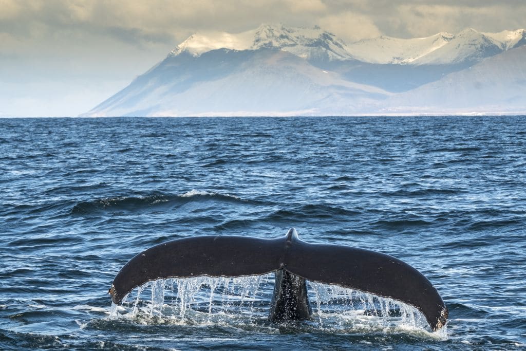 Sind Wale durch Walbeobachtungsboote gestresst? Ein Forschungsprojekt im Skjálfandi