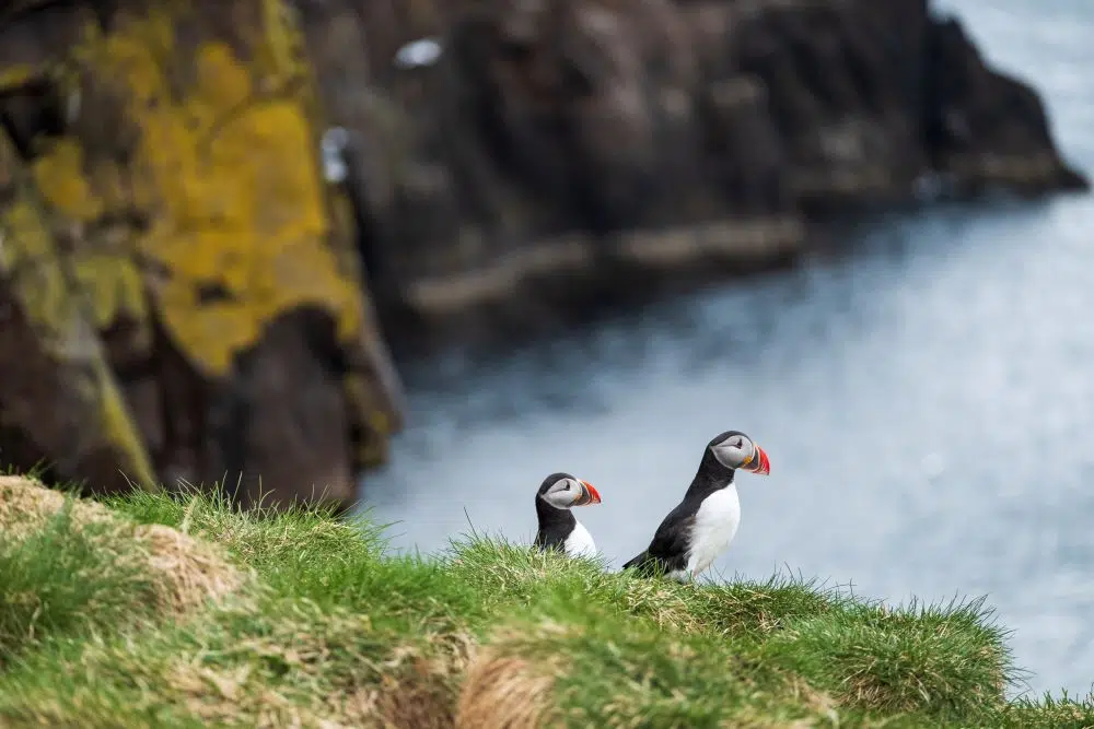 Puffin Population Declining More Rapidly than Previously Believed