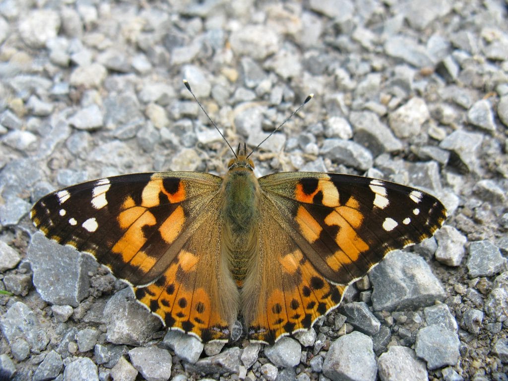 Has the painted lady butterfly been seen in Iceland?