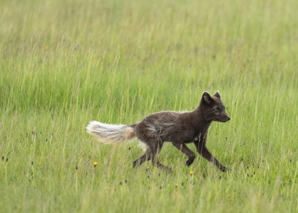 Fewer Mated Arctic Fox Pairs in Hornstrandir Than Last Year