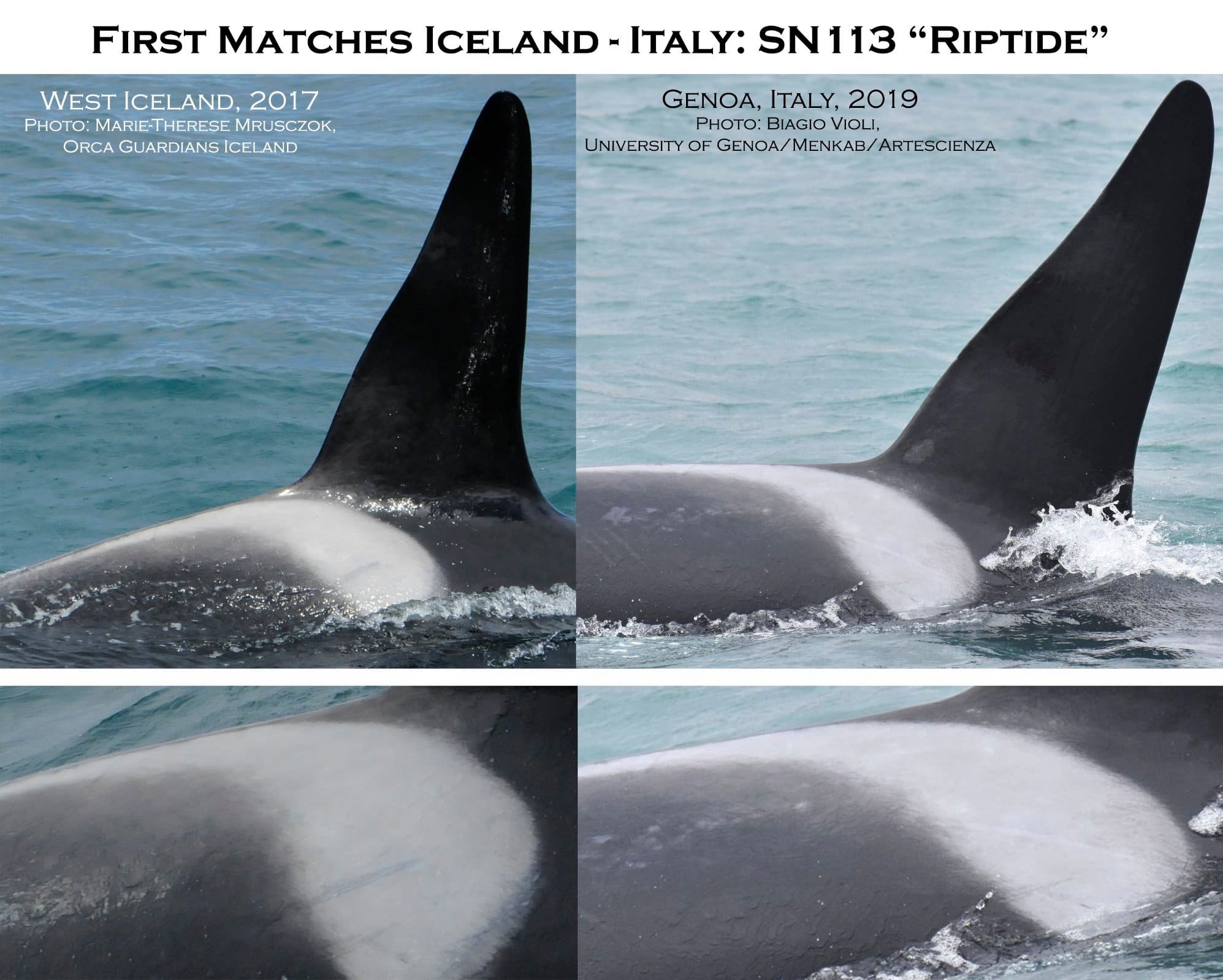 Orcas Swim from Iceland to Italy