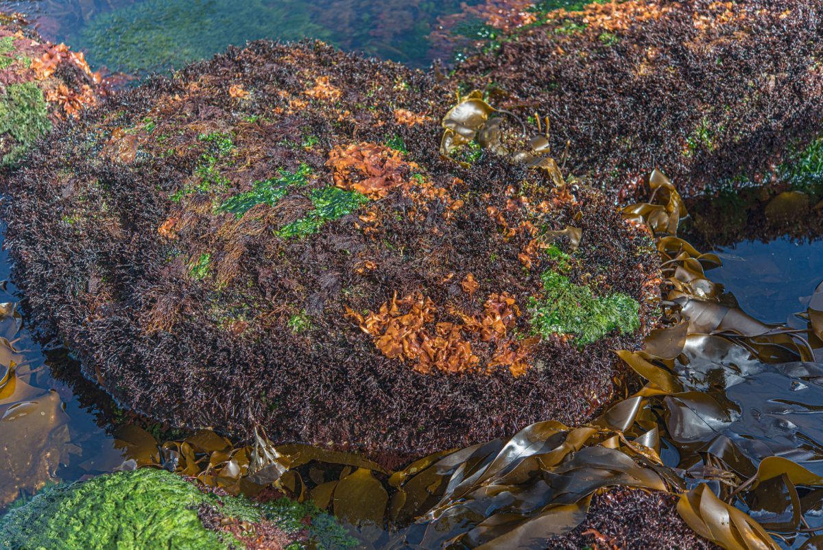 Schizymenia jonssonii red algae Iceland