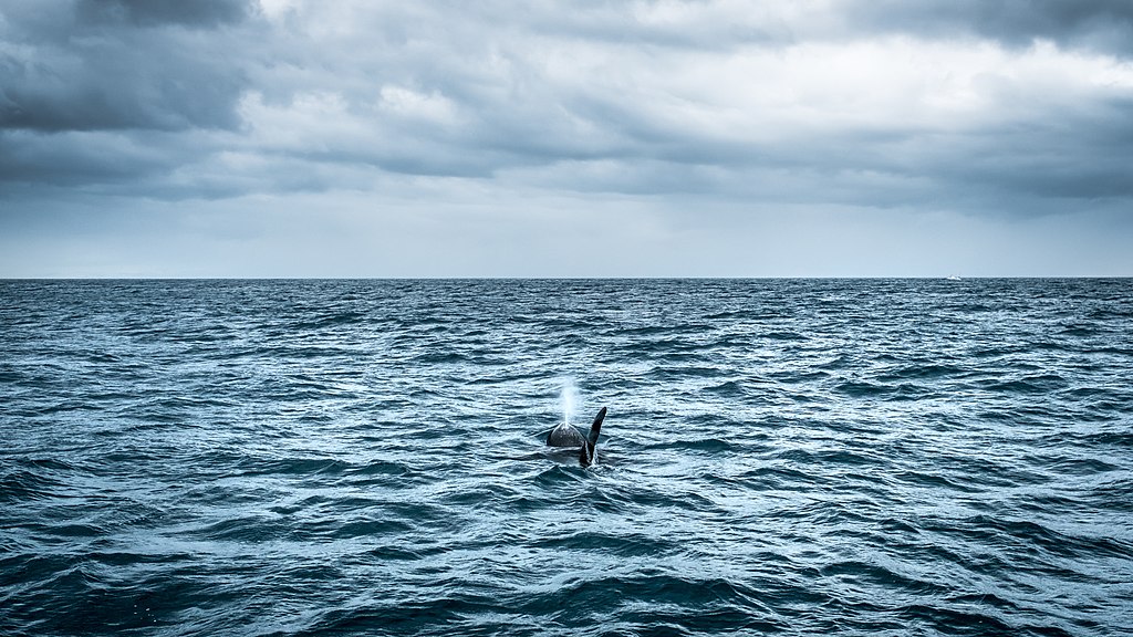 Isländischer Orcabestand durch PCB gefährdet
