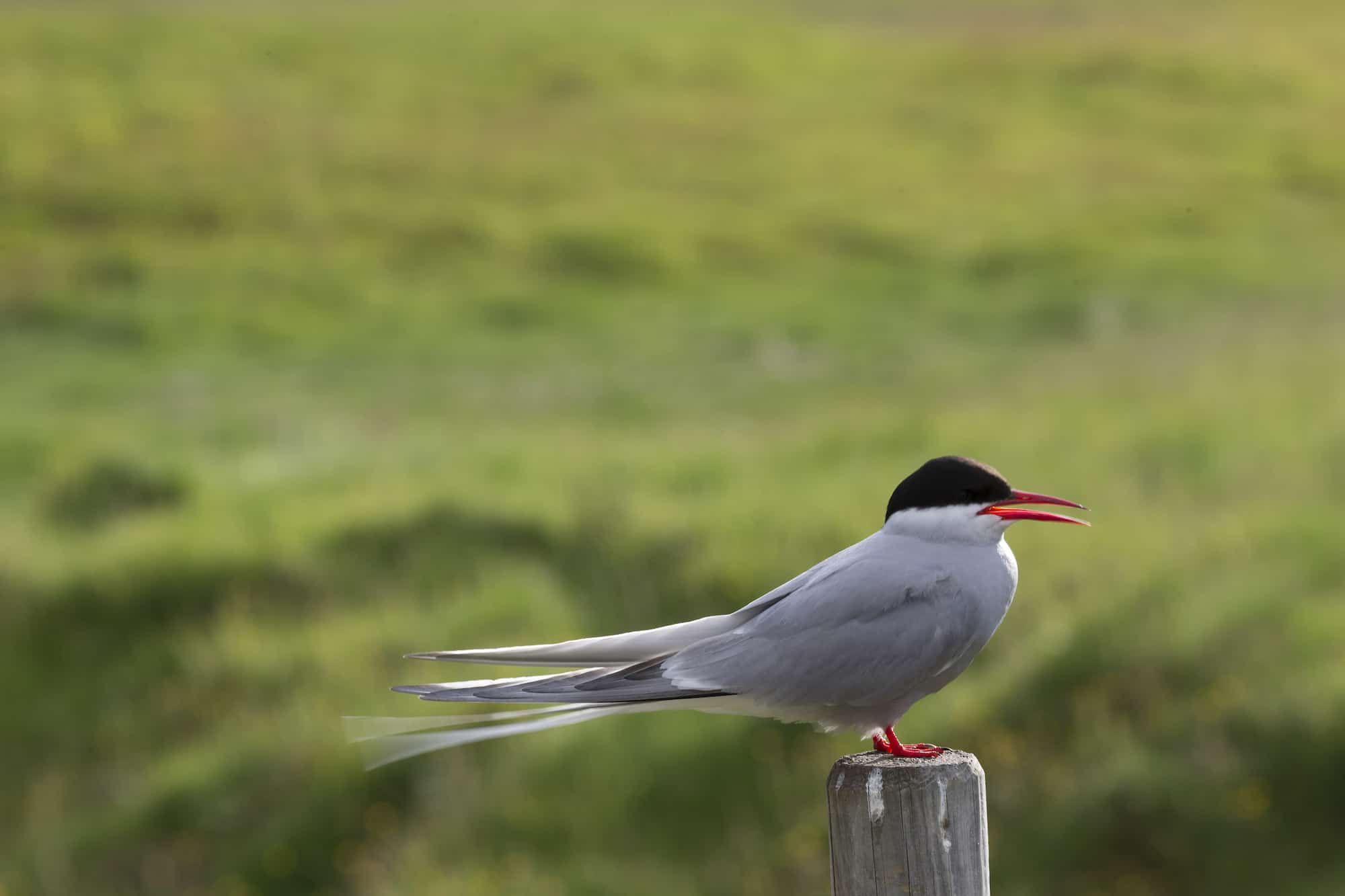 Arctic Tern Returns to Iceland