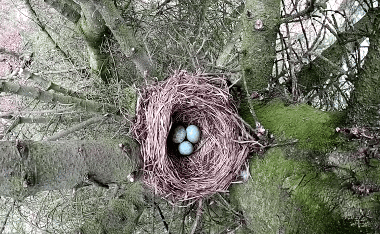 svartþrastarhreiður blackbird nest