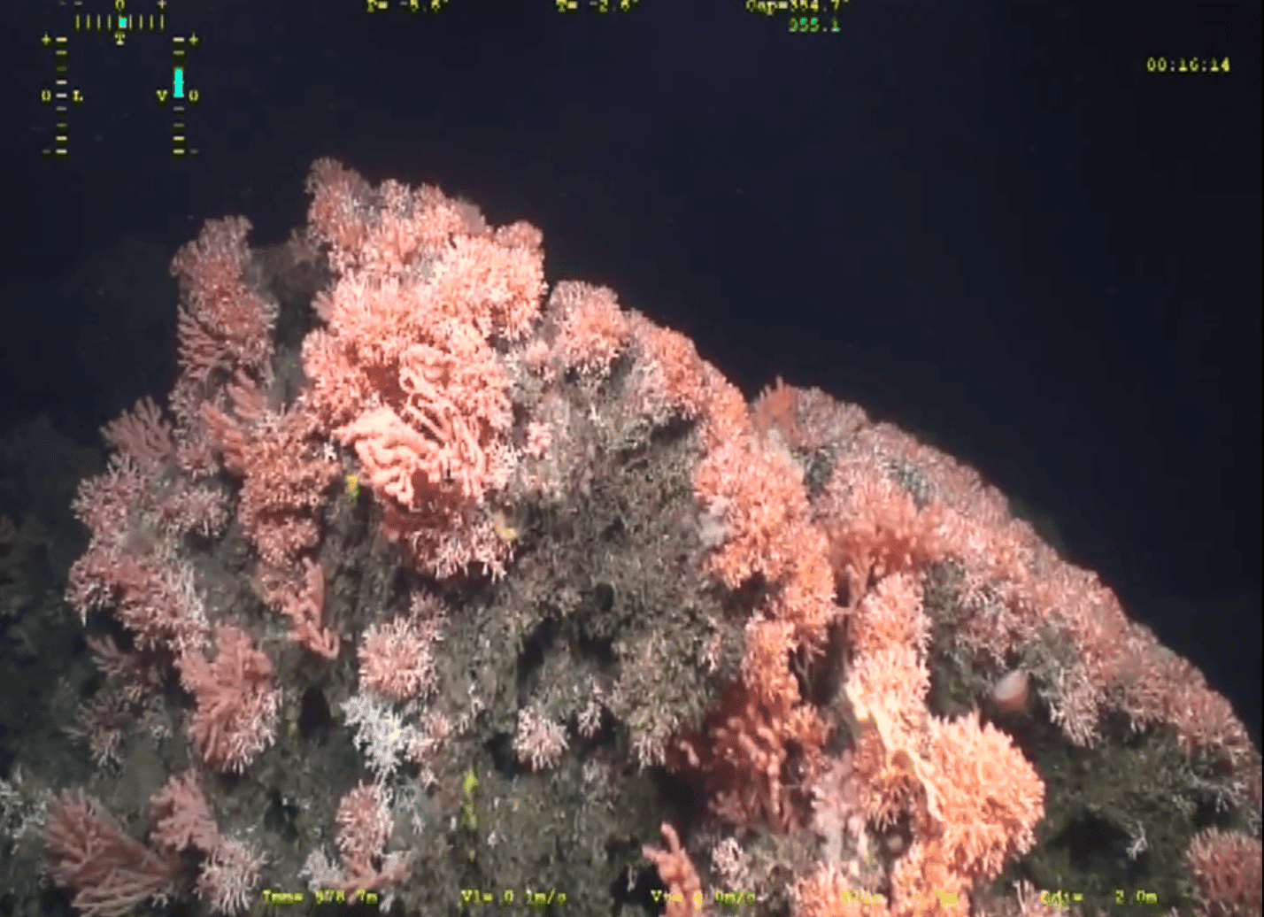 Extensive Coral Reefs Found Off Icelandic Coast