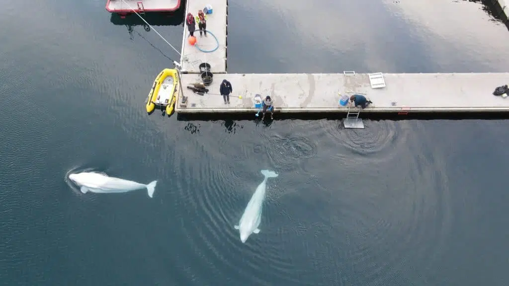 Beluga whales Little White & Little Grey take their first swim in their Beluga Whale Sanctuary home in Iceland