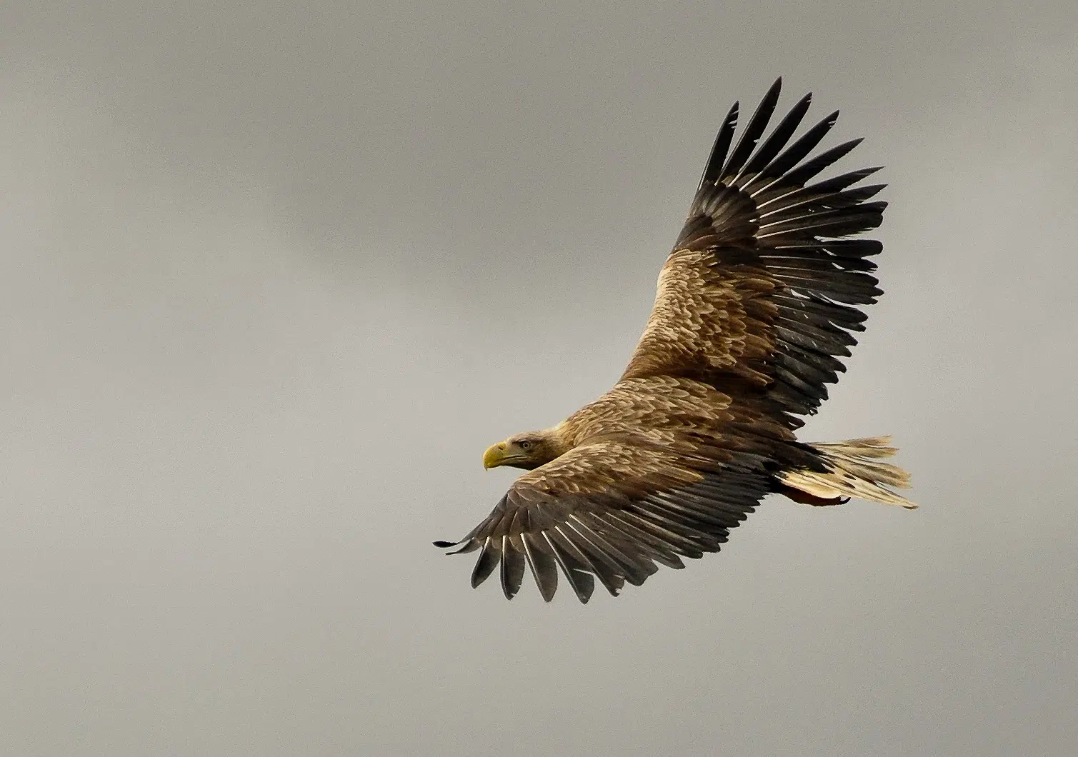 eagle örn náttúrustofa vesturlands