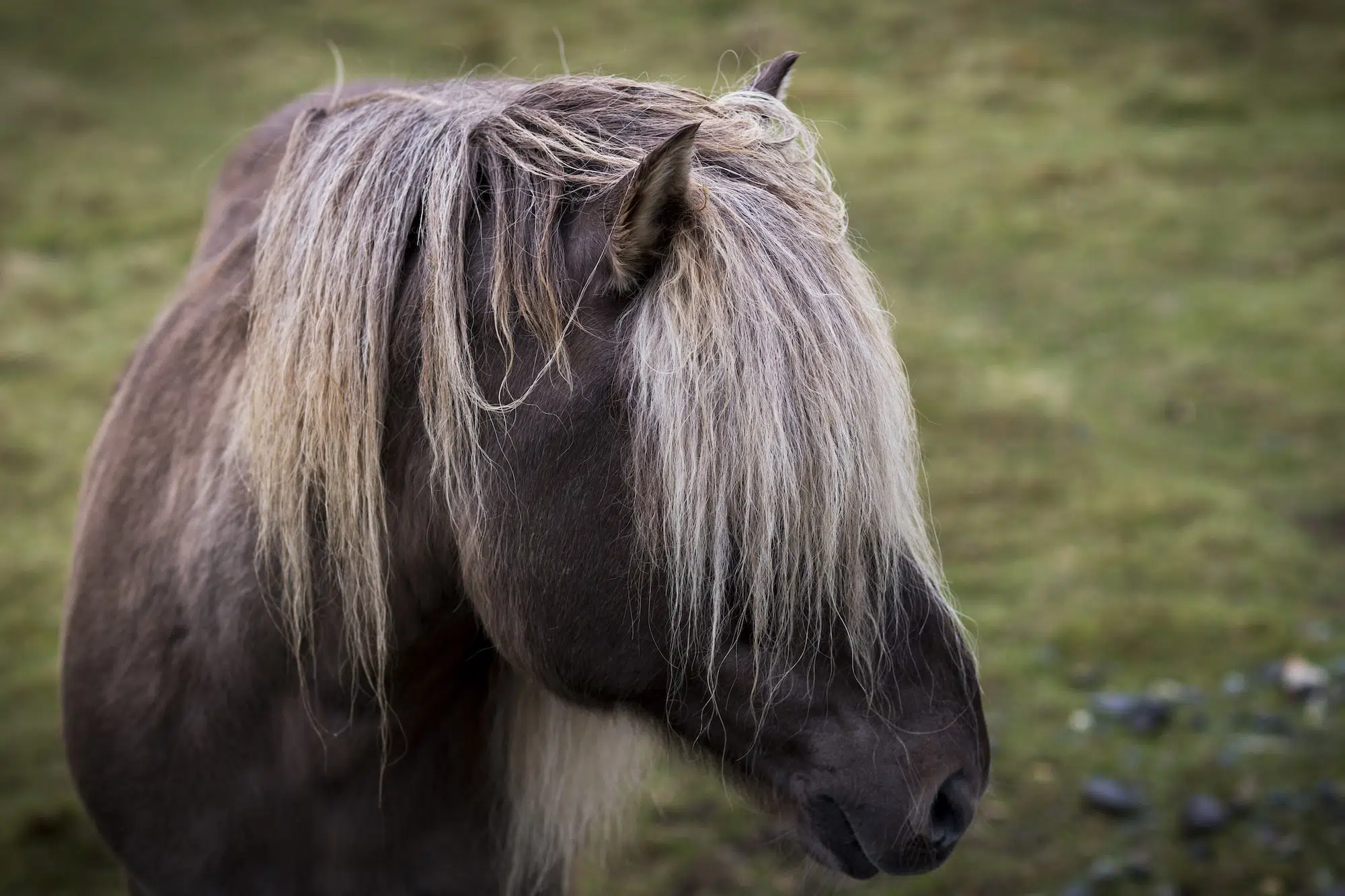 Iceland Tightens Regulations on Blood Mare Farms