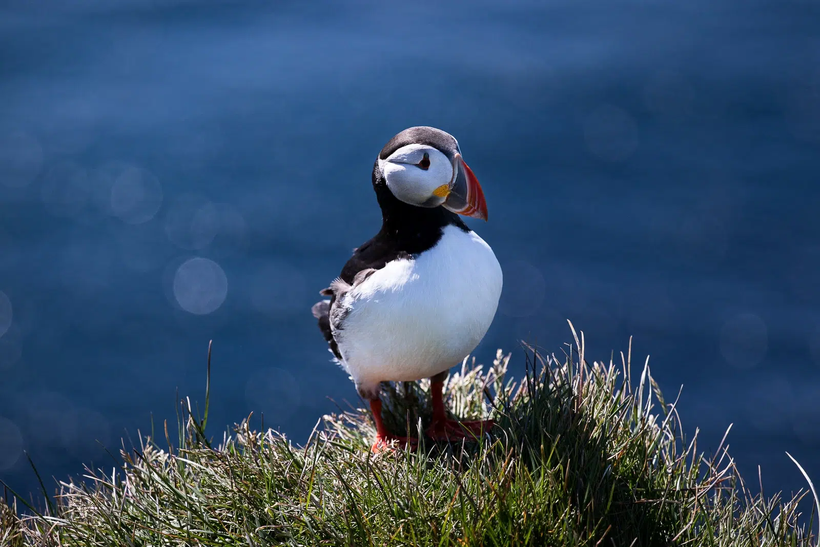 Iceland's Largest Bird Cliff Látrabjarg Protected