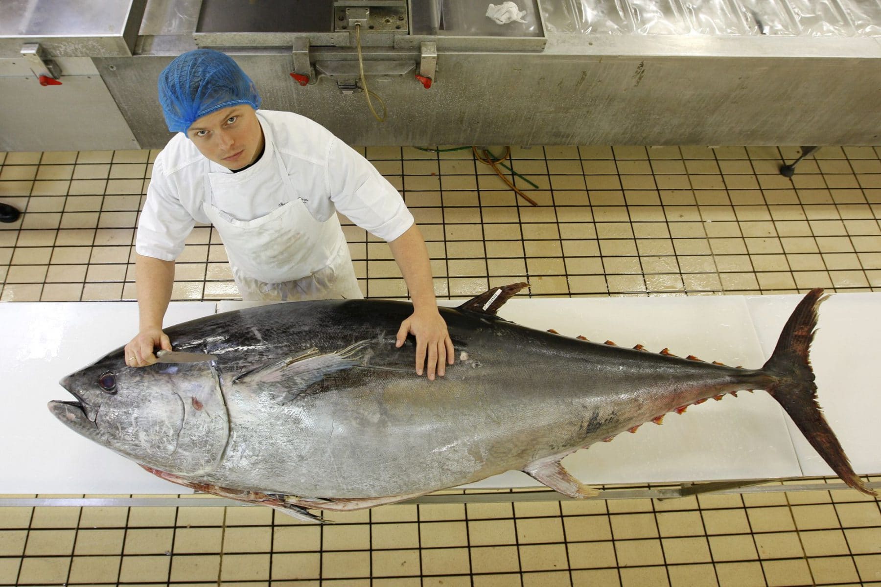 Amendment Not Sufficient to Encourage Tuna Fishing