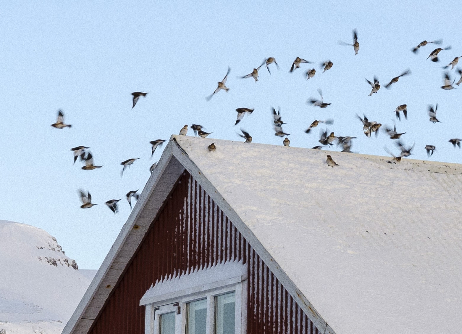Bird Flu Confirmed in Iceland