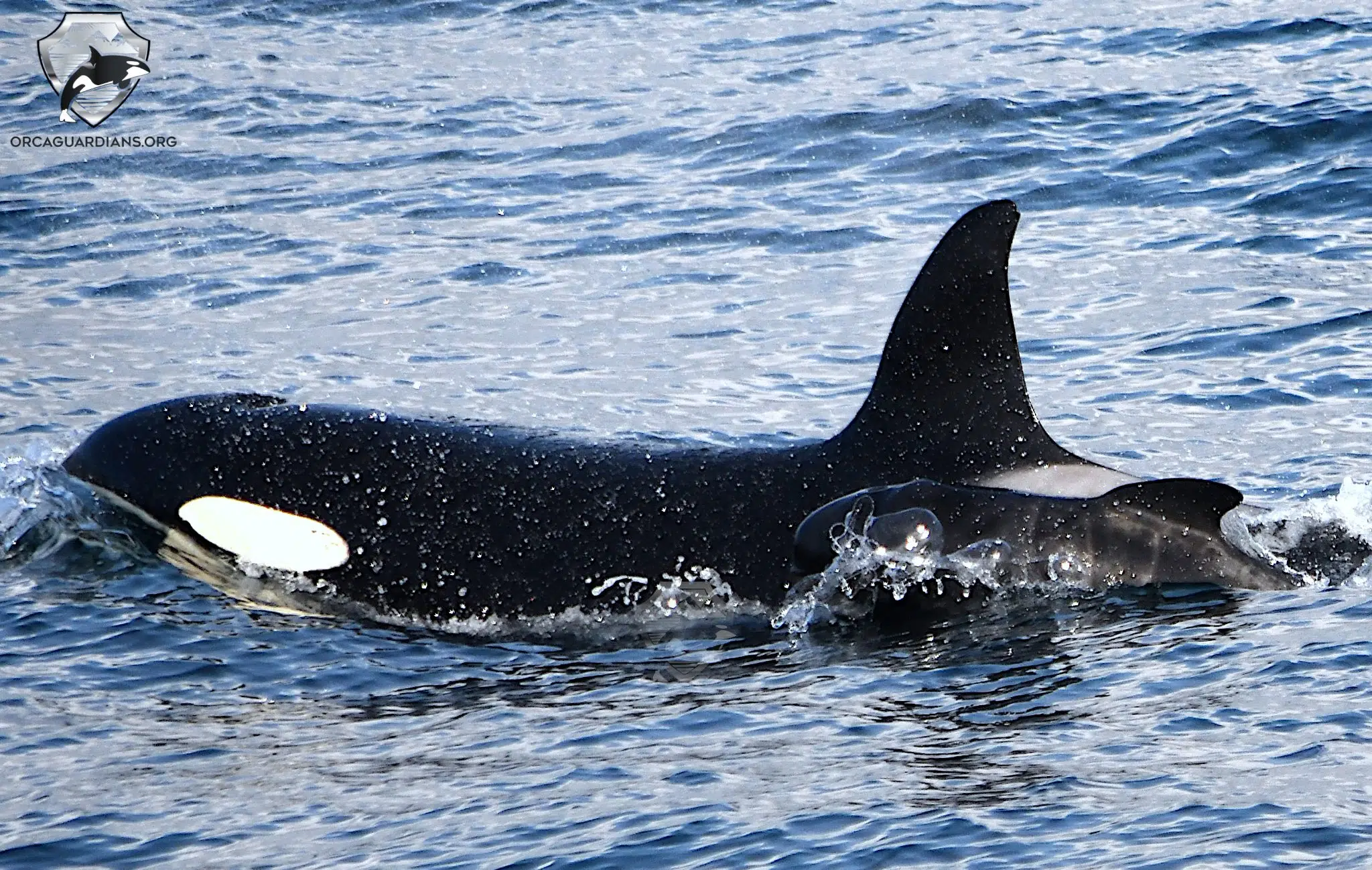 Orcas mit Pilotwalkalb im Verein gesichtet