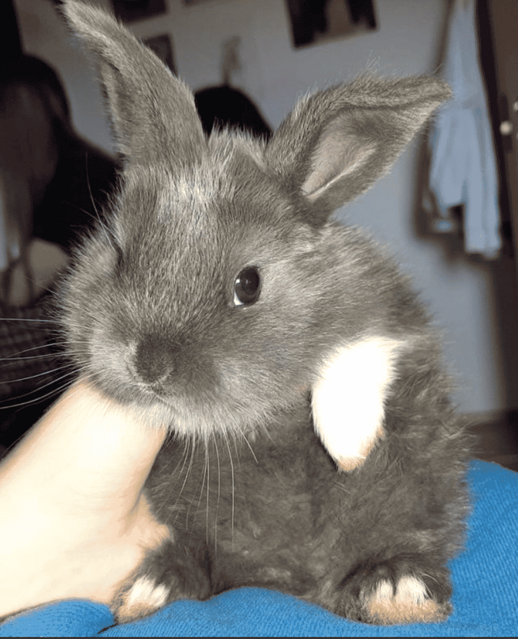 Rabbit Rescue Hops to Rehome Sixty Bunnies