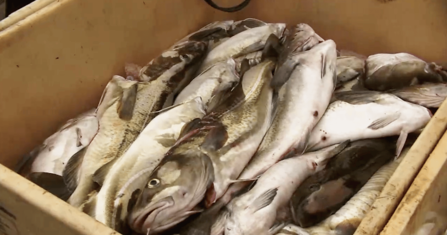Regional Division of Coastal Fishing Quotas May Be Reinstated