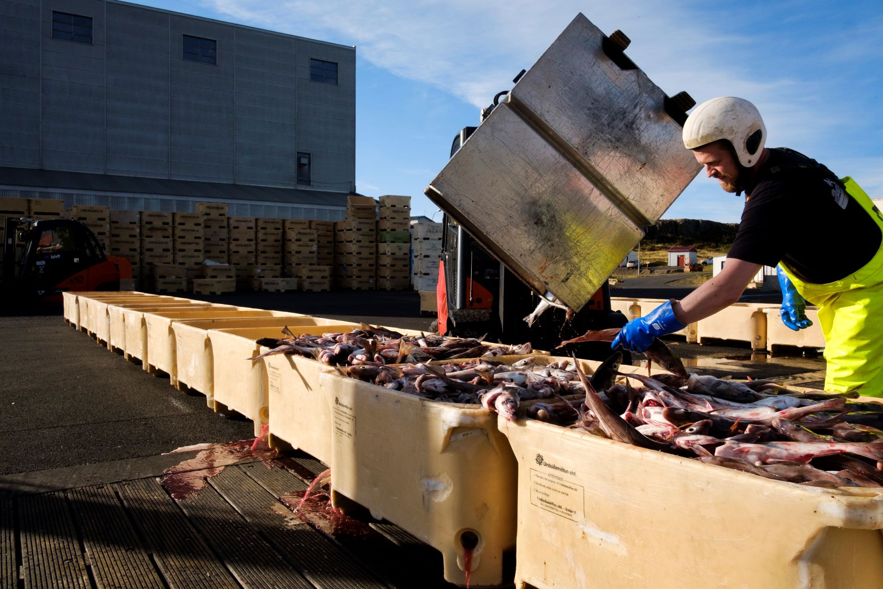 Iceland fishing quota reform