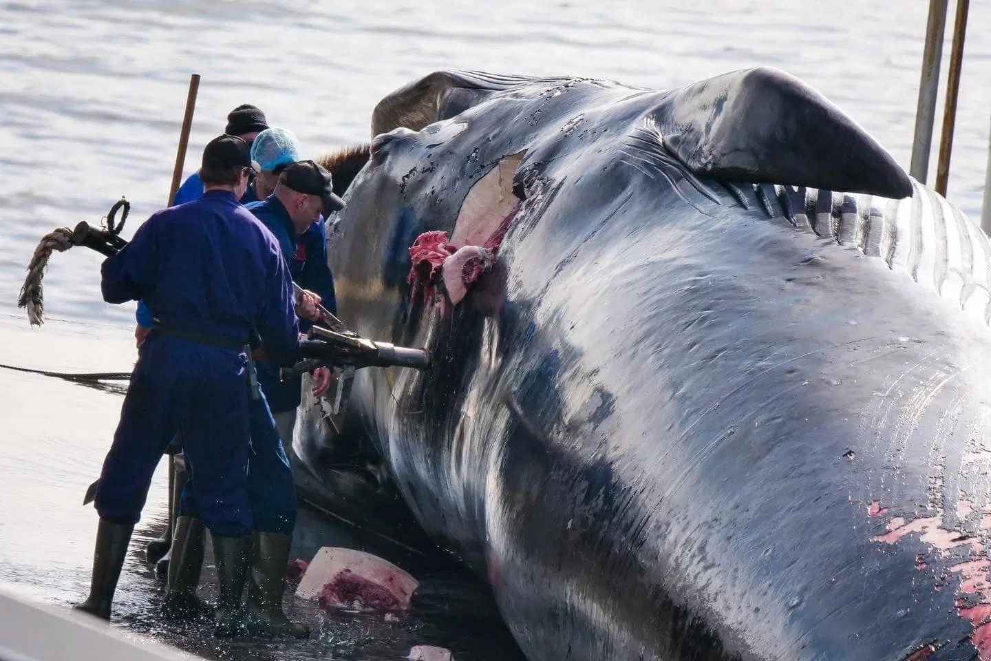 Whaling Licence Cannot Be Withdrawn, Says Minister