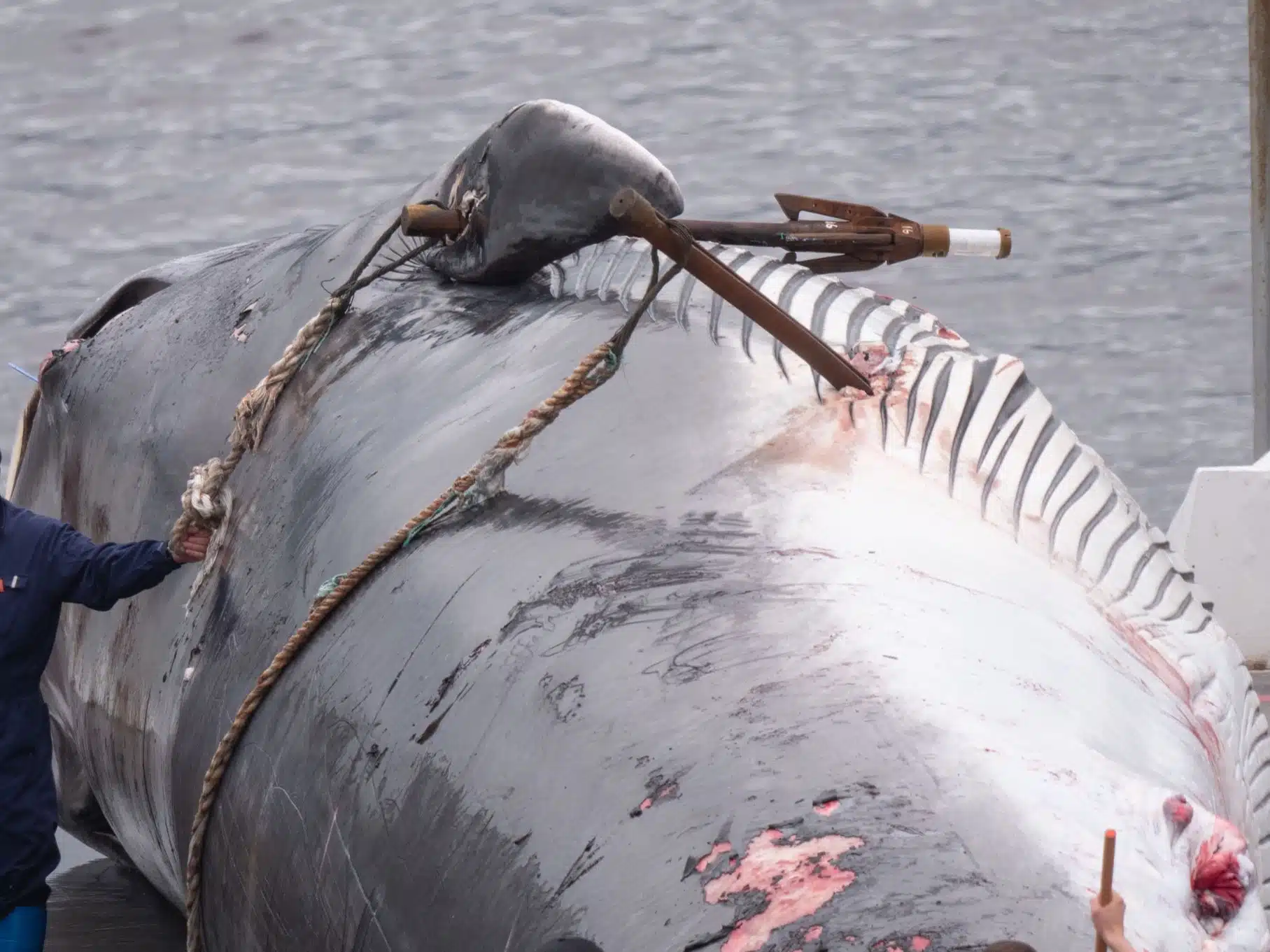 Walfanglizenz kann nicht eingezogen werden, sagt Ministerin