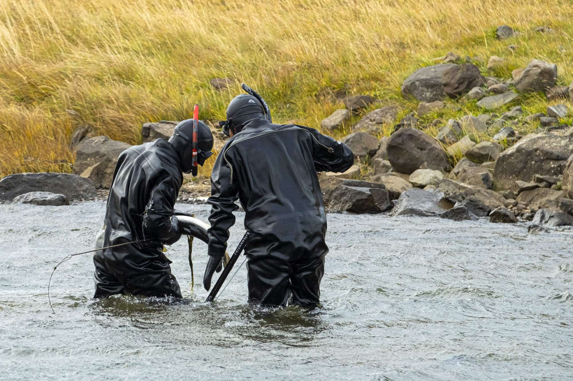 Golli. Norwegian divers catch escaped farmed salmon in an Icelandic river, October 2023