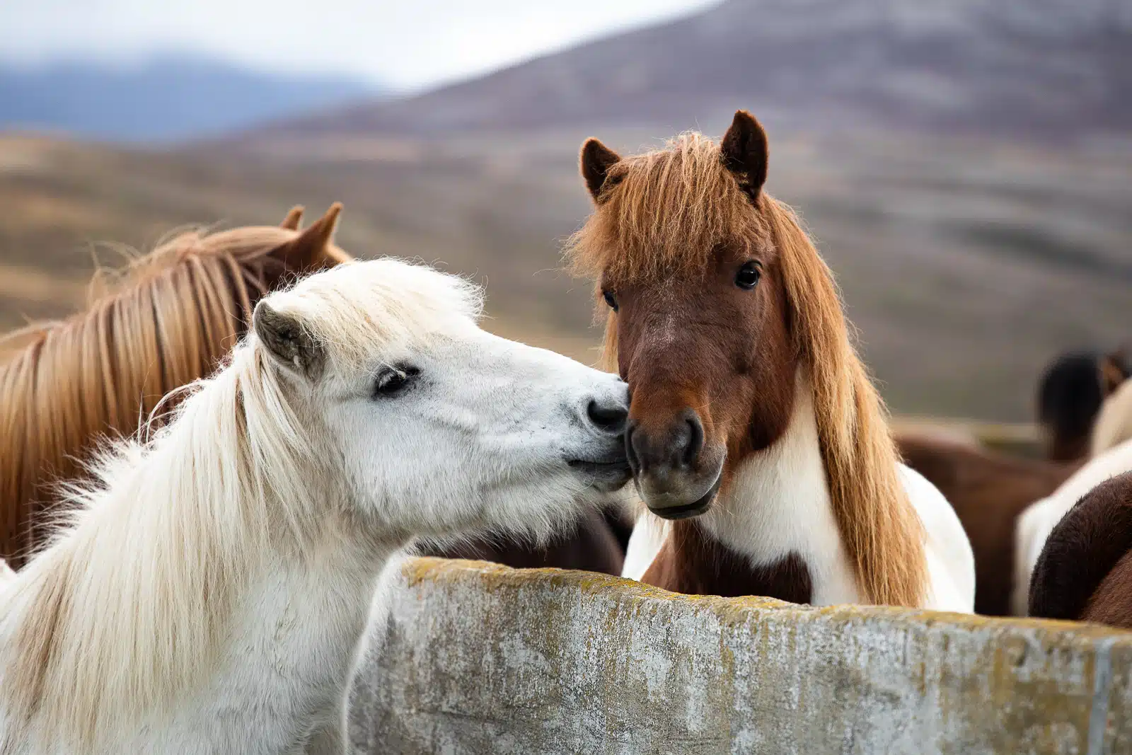 Icelandic Horses Could Help Save their Faroese Cousins
