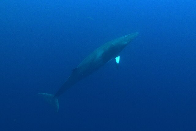 Minke whale Iceland