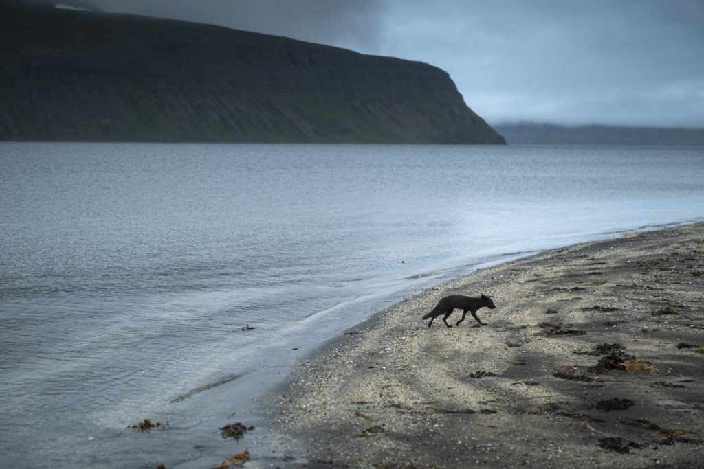 An arctic fox on a beach in Hornstrandir, Westfjords.