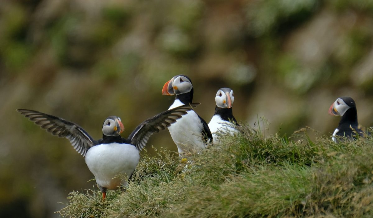 Puffin Iceland