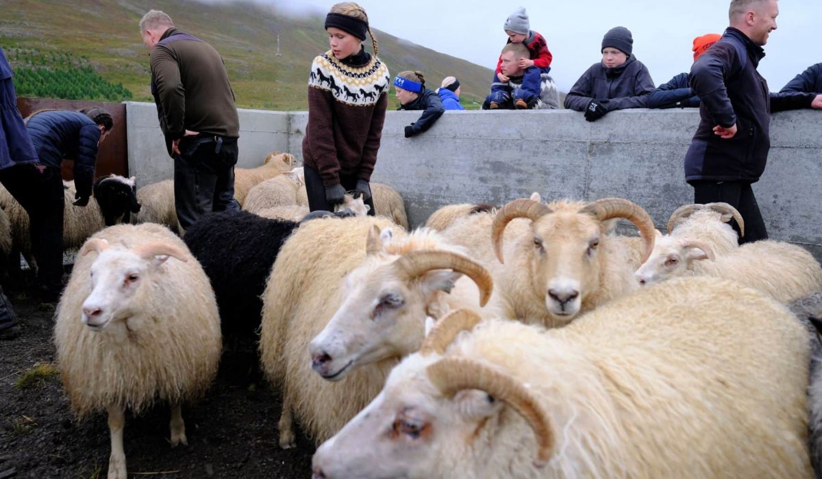 icelandic sheep réttir