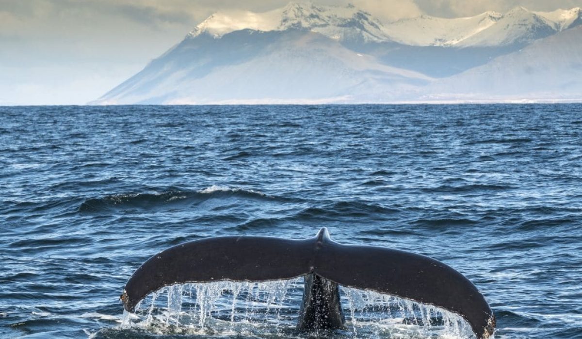 whale Iceland hvalur